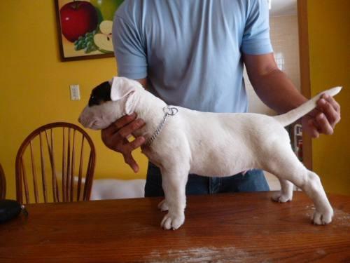 Cachorros de bullterrier estandar y miniatura desde