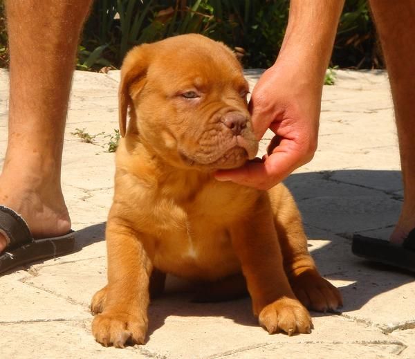 CACHORROS DE DOGO DE BURDEOS 850