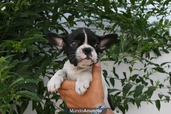 Cachorros de inmejorable calidad