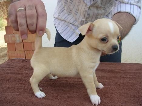 Chihuahua Cachorros