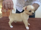 Chihuahua Cachorros - mejor precio | unprecio.es