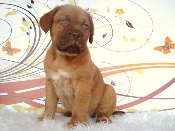 Dogo de Burdeos cachorros nobles y muy sociables