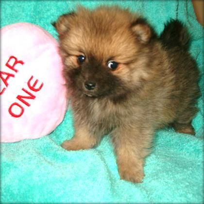 HERMOSOS CACHORROS POMERANIA EN VENTA