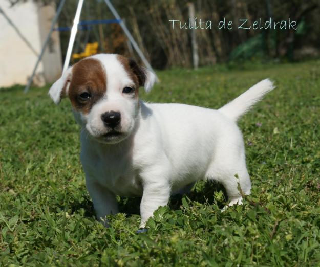 Jack Russell Terrier de Zeldrak