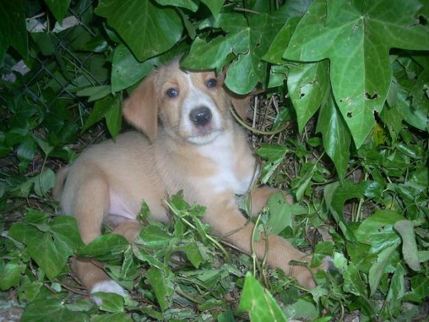 MELO (POCO MAS DE UNA AÑITO) EN ADOPCION