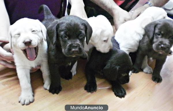 perritos de labrador puros preciosos