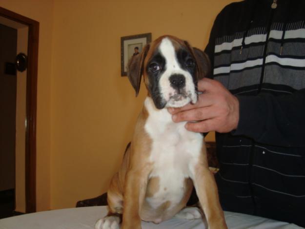 Preciosa cachorrita boxer dorada