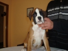 Preciosa cachorrita boxer dorada - mejor precio | unprecio.es