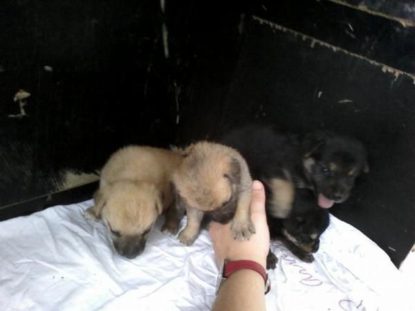 se regalan cachorros