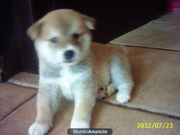 Shiba Inu, cachorros de mucha calidad , blancos y rojizos