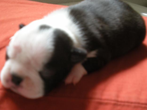 vendo cachorros de boston terrier