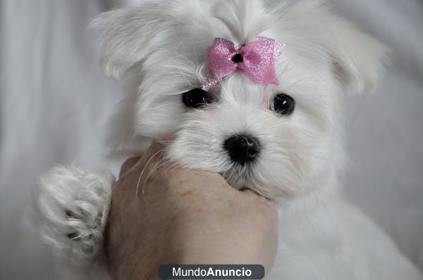 Venta de bichon maltes americano toys