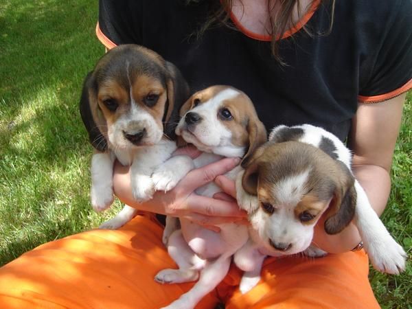 cachorras beagles