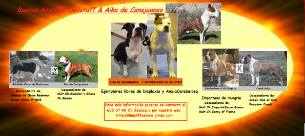 cachorros american staffordshire