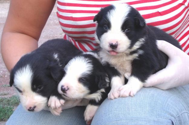 EXCELENTE CAMADA DE BORDER COLLIE EN BARCELONA