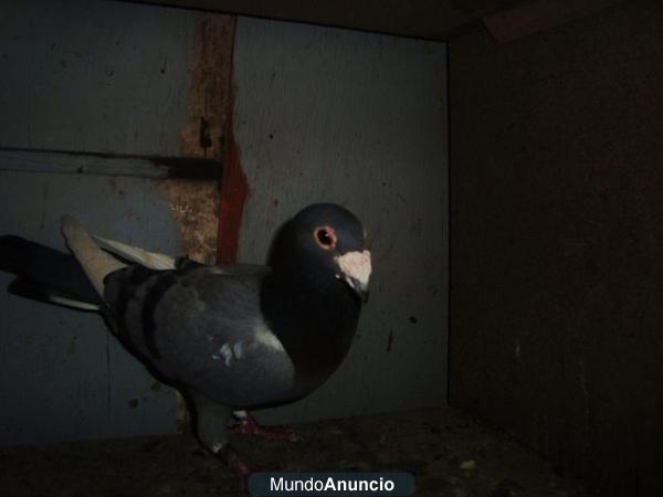 palomas de mensajero