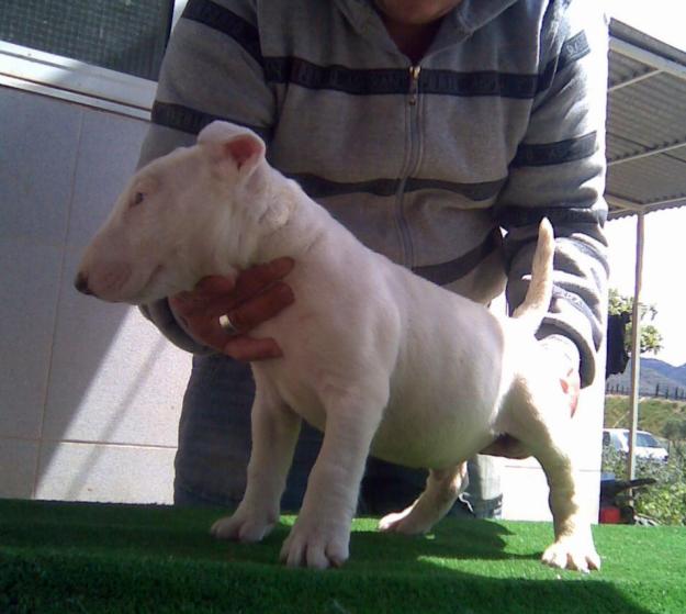 preciosos cachorros de bull terrier pedegri loe