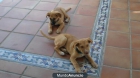 Regalo dos preciosas cachorritas - mejor precio | unprecio.es