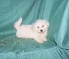 BICHON MALTES - EXCELENTE CAMADA DE BICHON MALTES DISPONIBLE - mejor precio | unprecio.es