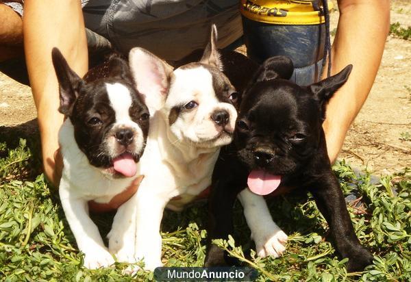 cachorros de bulldog frances en barcelona