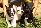 cachorros de bulldog frances en barcelona - mejor precio | unprecio.es