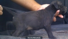 Hembra Staffordshire Bull Terrier - mejor precio | unprecio.es