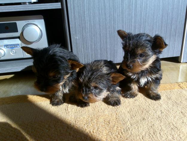 Se venden Yorkshire, preciosos cachorritos!!