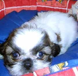 Shih Tzu Espectacular