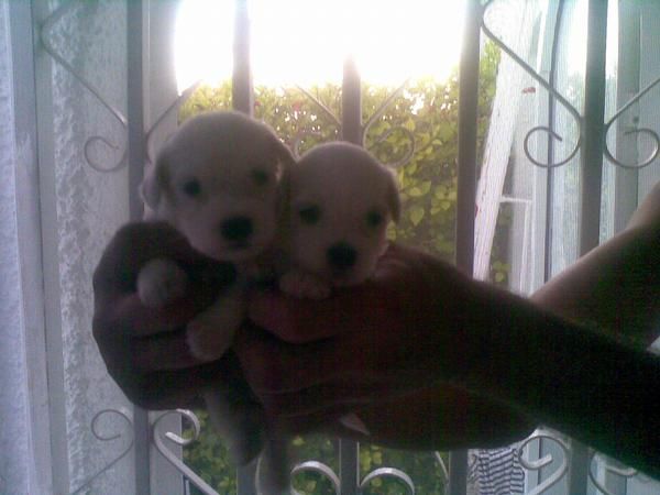 vendo camada de bichon maltes criados en casa a buen precio