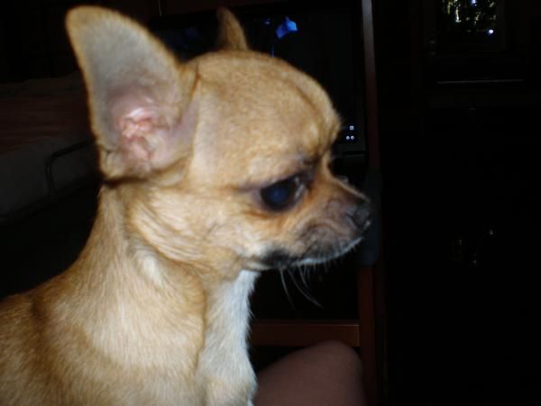 BUSCO UNA NOVIA PARA MI CHIHUAHUA.