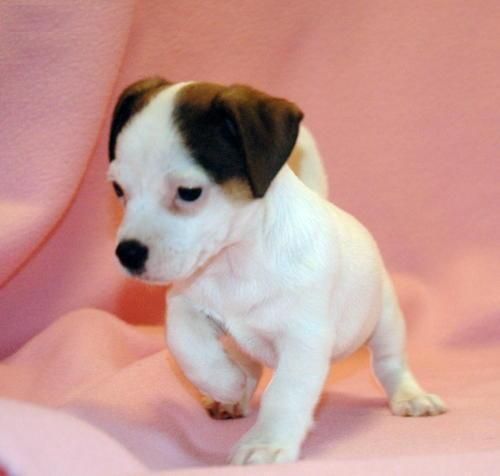 Cachorrita de JACK RUSSEL TERRIER