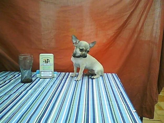 Cachorrito Chihuahua