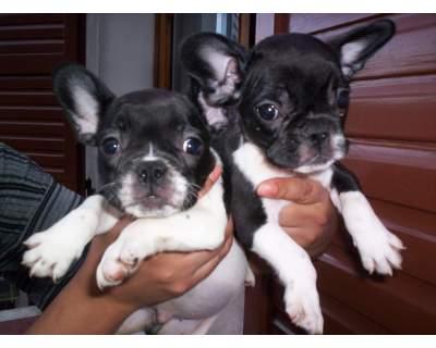 Cachorros BULLDOG FRANCES