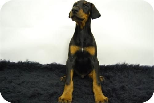 doberman! cachorros de pura raza! disponemos de machos y hembras