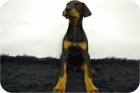 doberman! cachorros de pura raza! disponemos de machos y hembras - mejor precio | unprecio.es