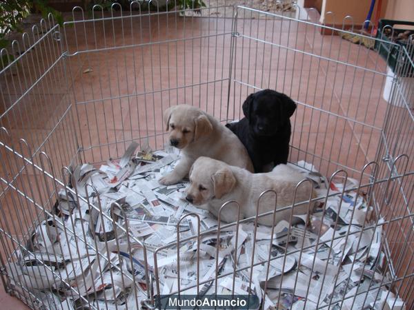 Labrador cachorros amarillos y negros de exc calidad.