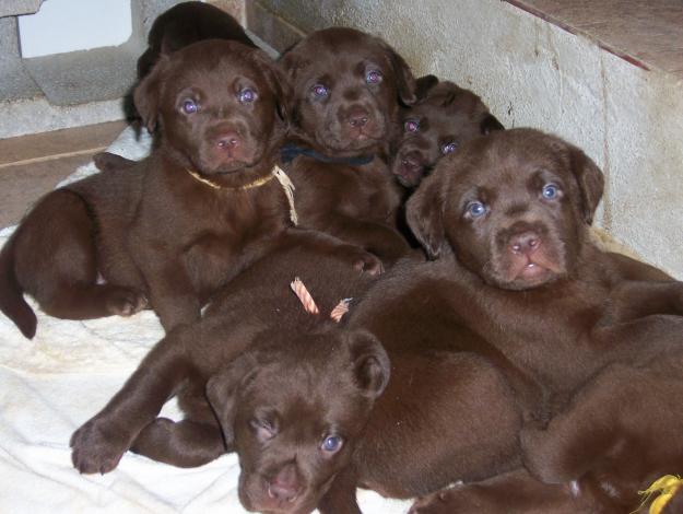 Labrador Chocolate - Cachorros con LOE