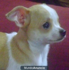 pPreciosos cachorros chihuahuas - mejor precio | unprecio.es