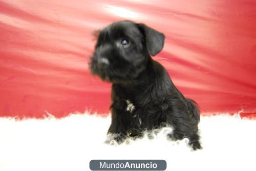 SCHNAUZER NEGROS CON 2 MESES MINIATURA LISTOS PARA ENTREGAR