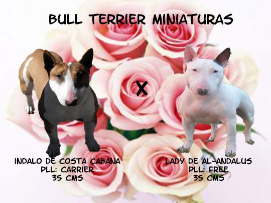 Se venden impresionantes bull terrier miniaturas