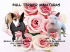 Se venden impresionantes bull terrier miniaturas - mejor precio | unprecio.es