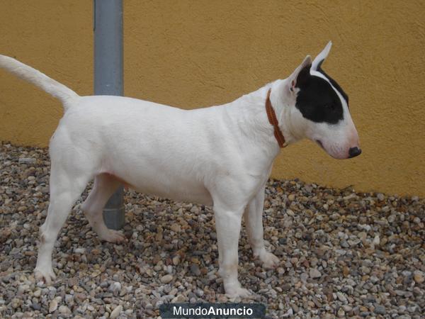 Vendo pareja de bull terriers