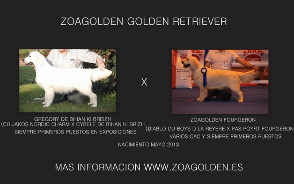 Zoagolden Cahorros de Golden Retriver Disponibles