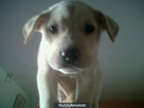 Se vende cría de labrador 200Eur