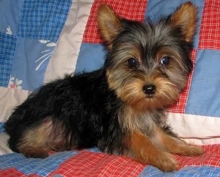 2 Yorkie cachorros