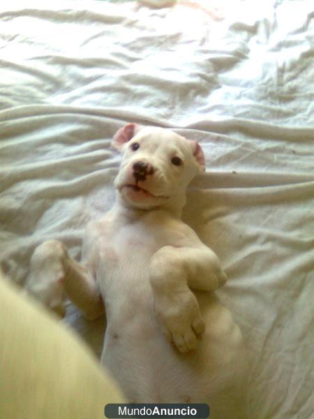 CACHORRO Dogo argentino