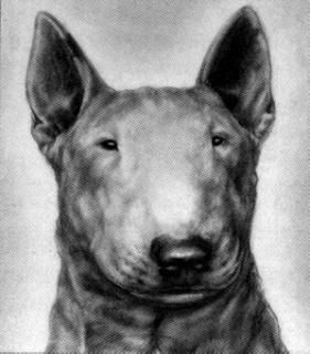 Camada de Bullterrier Ingles Standard