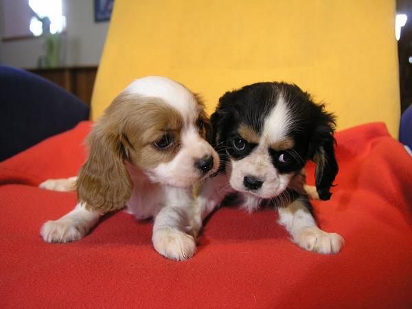 Camada de Cavalier King Charles