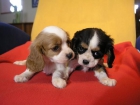 Camada de Cavalier King Charles - mejor precio | unprecio.es