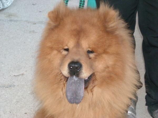 Chow chow hembra joven